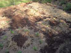 Compost in the middle ring of cucumbers
