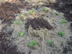 Cucumbers and other vines like Melons planted in a circle will spread out into bare areas of garden