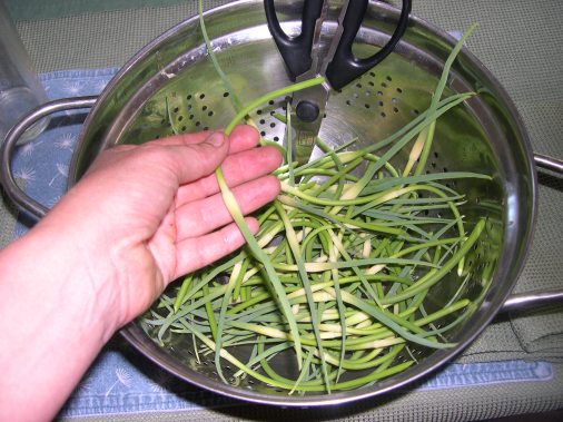 Garlic Scapes, immature flower of Red German Garlic, will be steamed and served with hollandaise sauces.