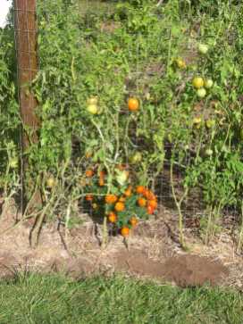 Volunteer marigolds. I'm saving the seeds of these beauties!