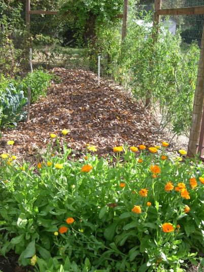 Leaves from our backyard provide cover for winter crops and much needed mulch for spring garden.