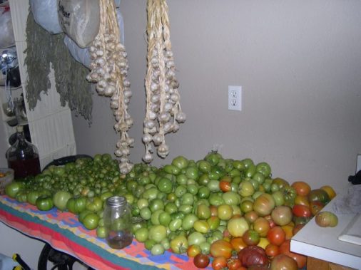 Green tomatoes in the process of ripening